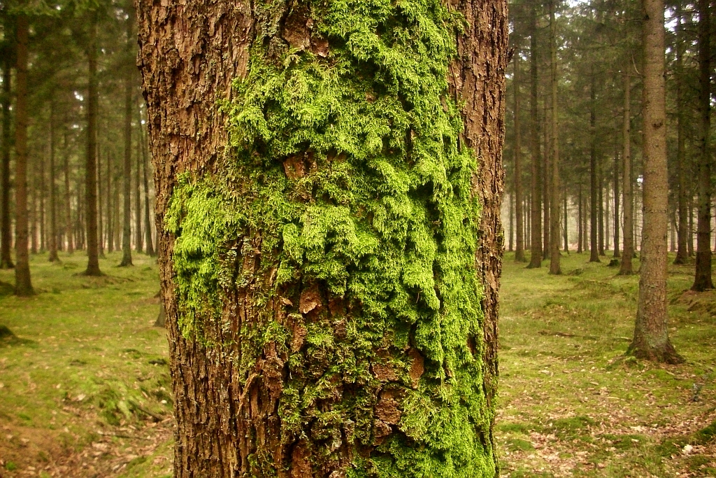 Почему растет мох на дереве: Мох на деревьях — польза, вред, методы .