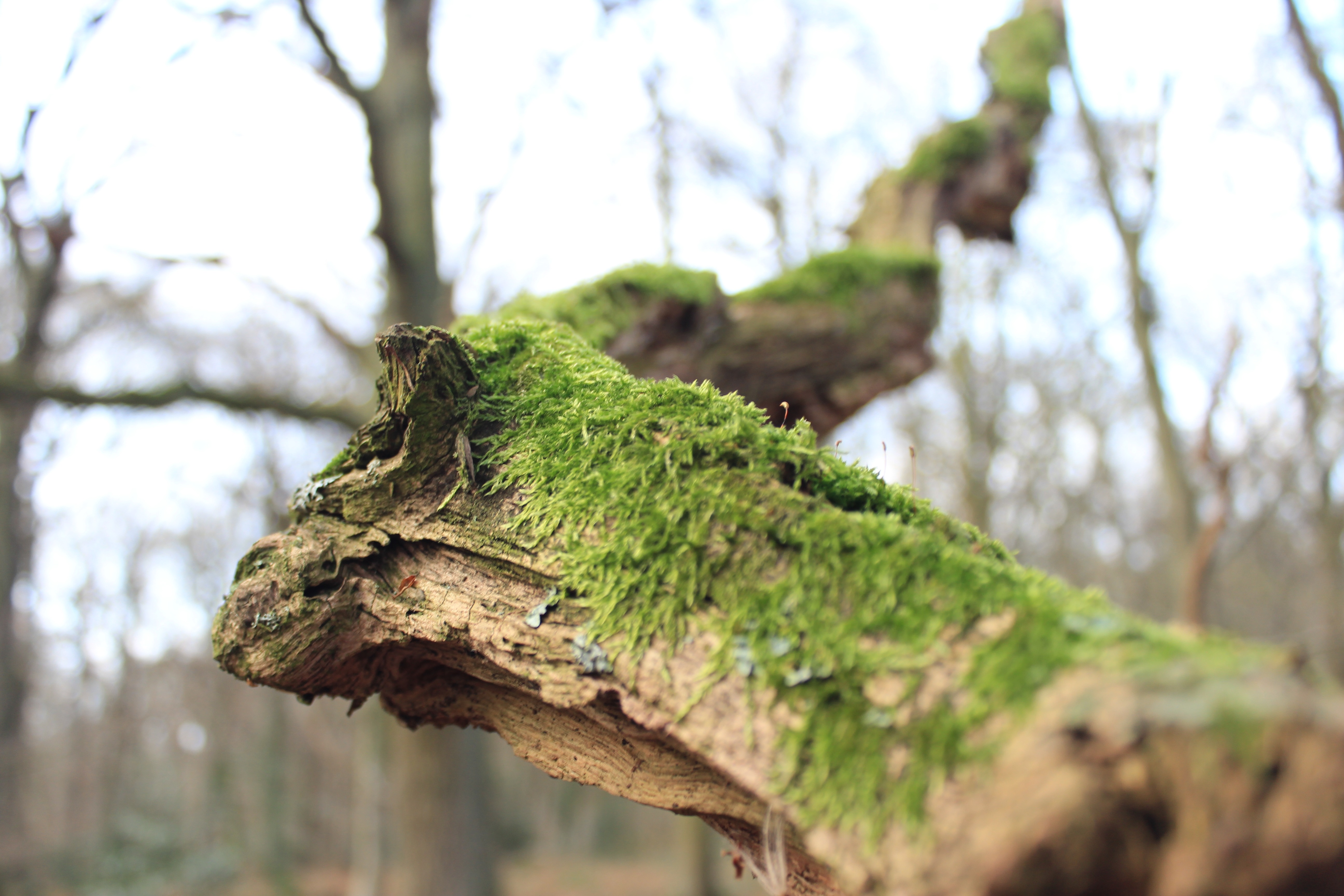 Почему растет мох на дереве: Мох на деревьях — польза, вред, методы .